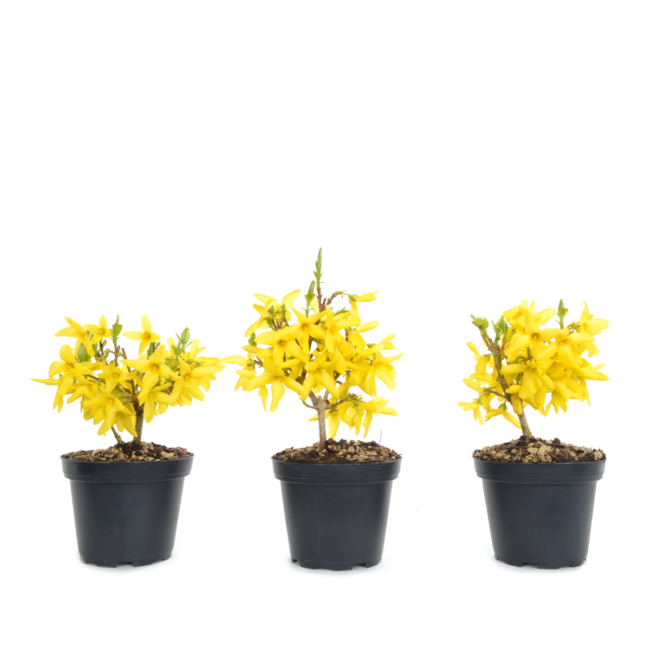 Forsythia x intermedia 'Minigold'