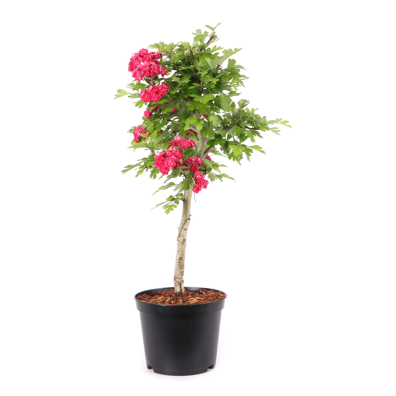 Crataegus laevigata 'Paul's Scarlet'
