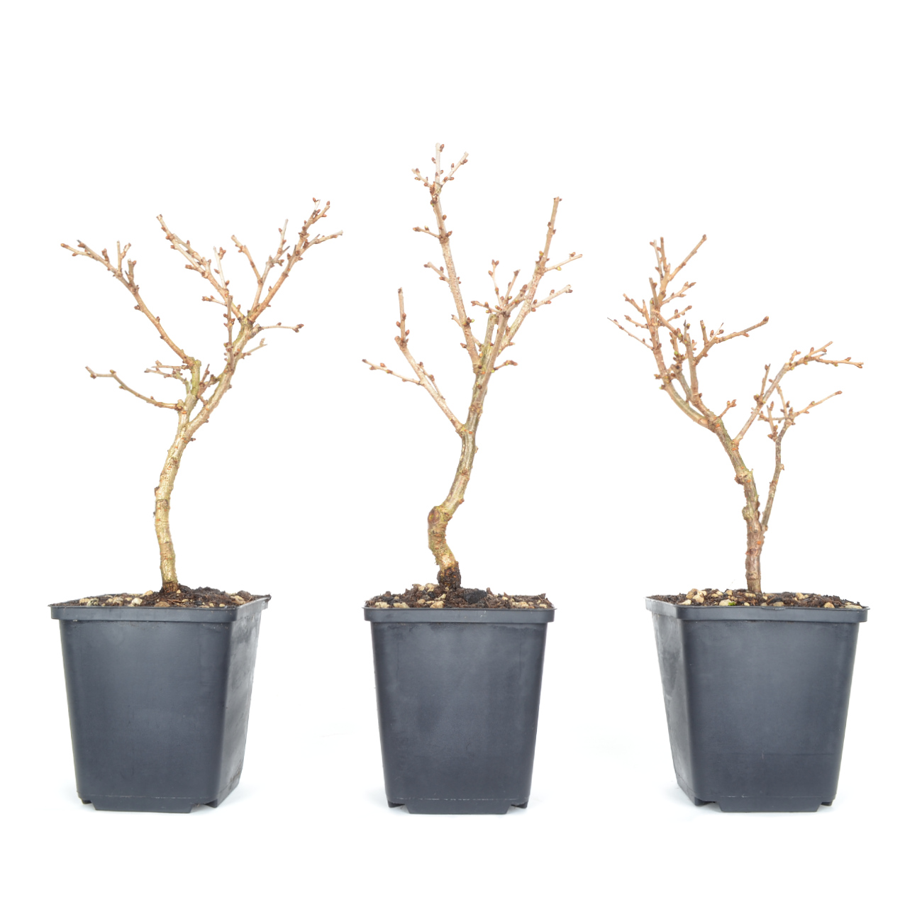 Prunus incisa 'Kojou-no-mai'
