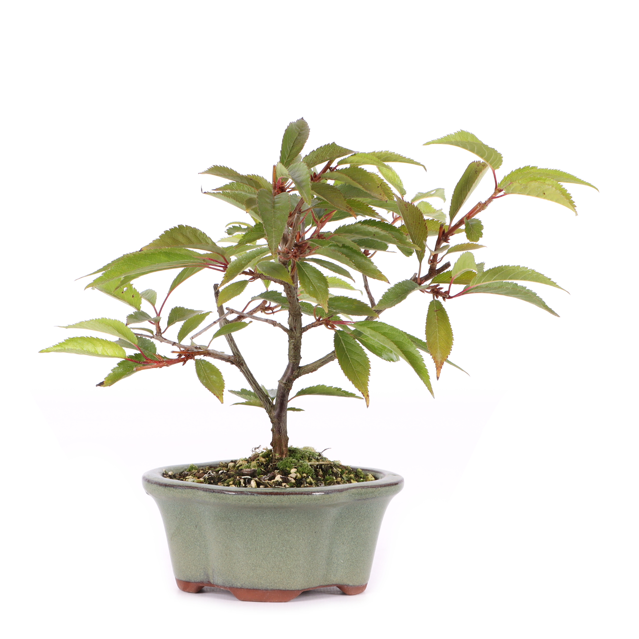 Prunus subhirtella 'Okame'