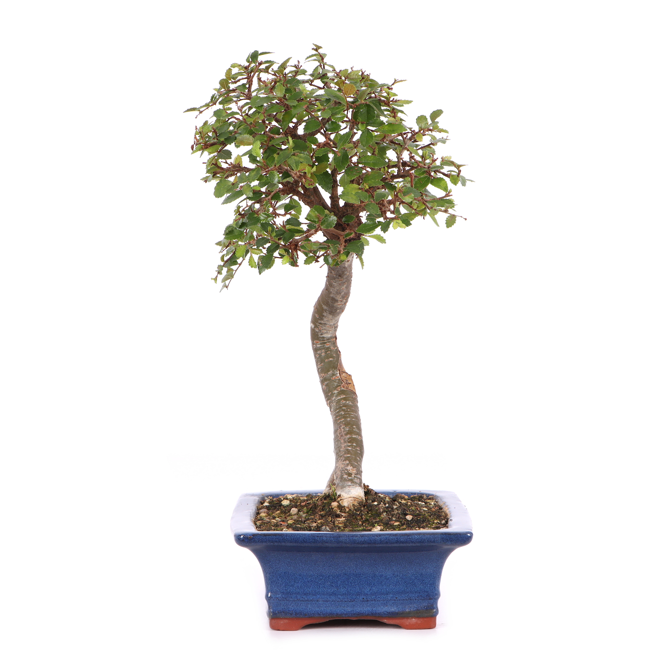 Ulmus parvifolia