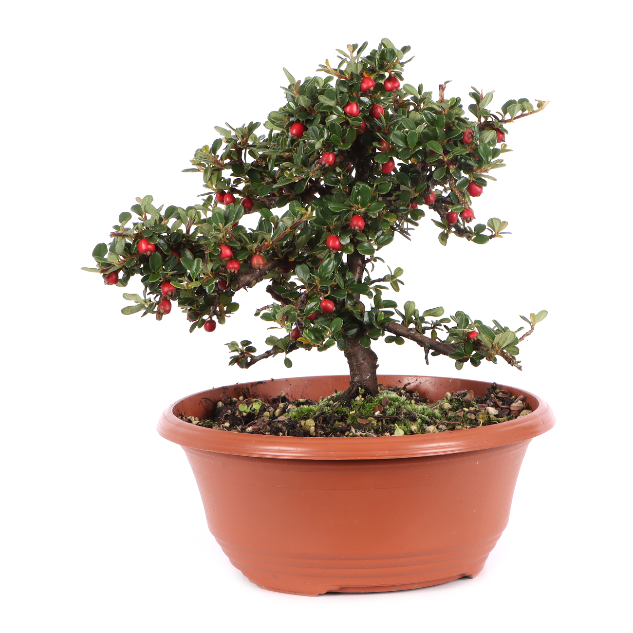 Cotoneaster microphyllus 'Cochleatus'