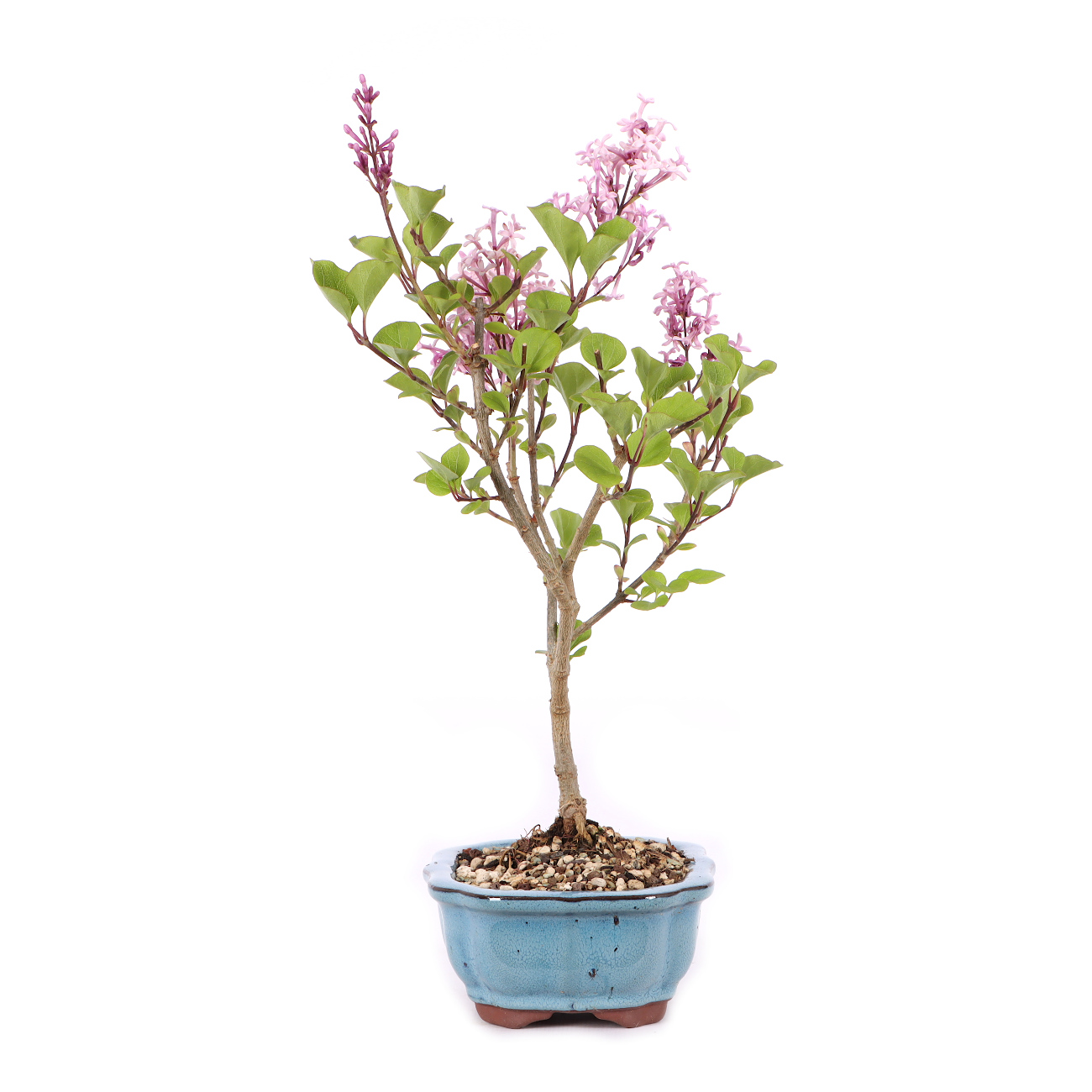 Syringa meyeri 'Palibin'
