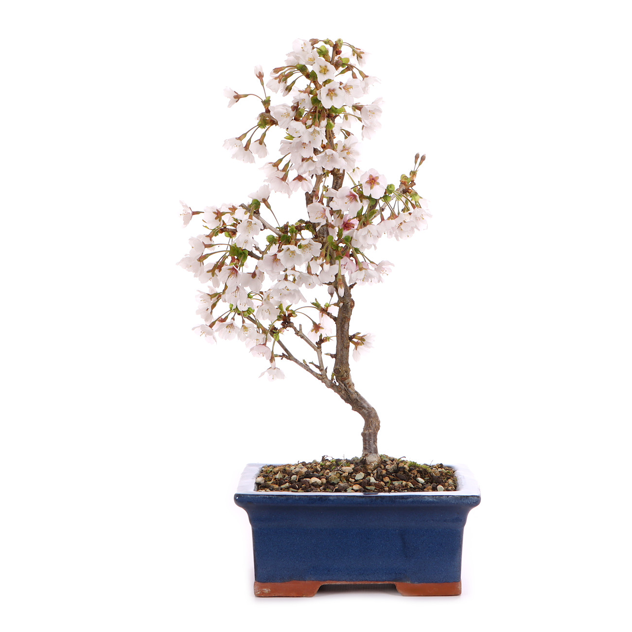 Prunus incisa 'Kojou-no-mai'