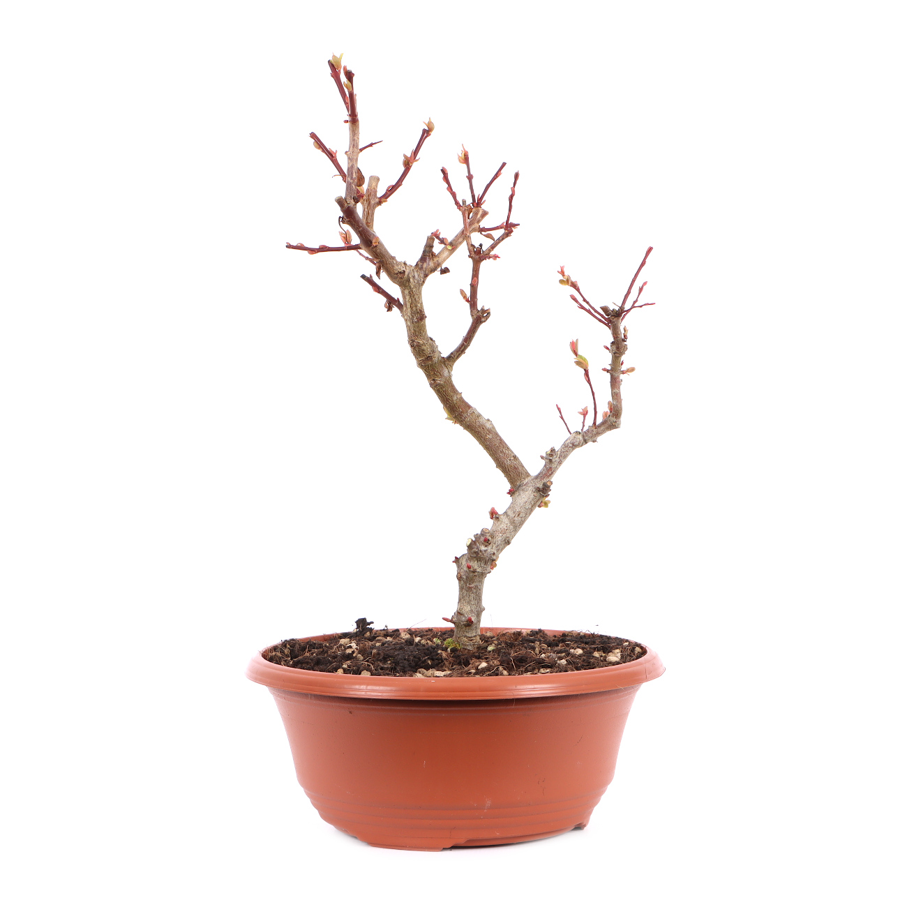 Salix integra 'Hakuro Nishiki'