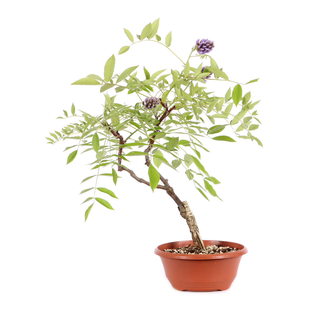 Wisteria frutescens