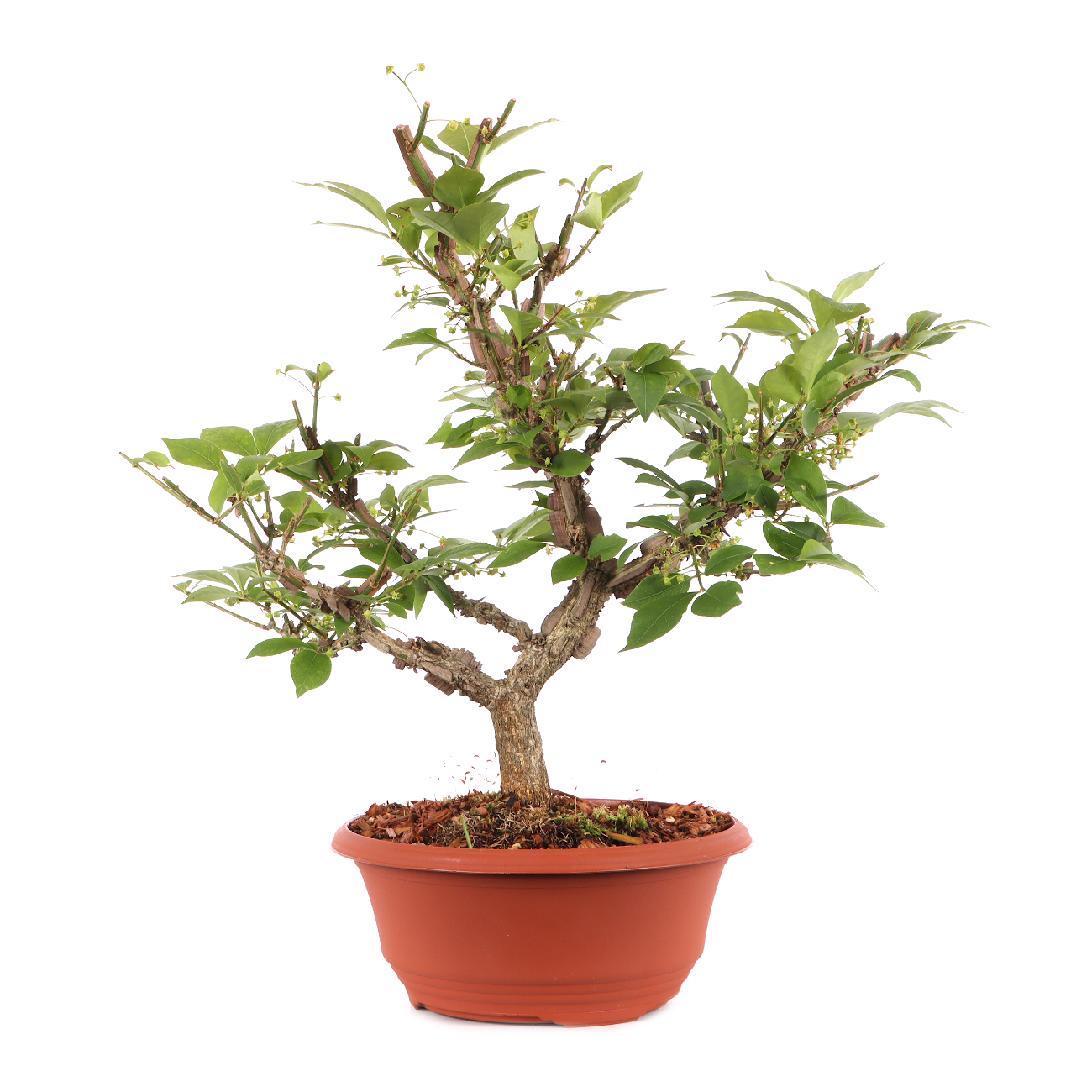 Euonymus alatus