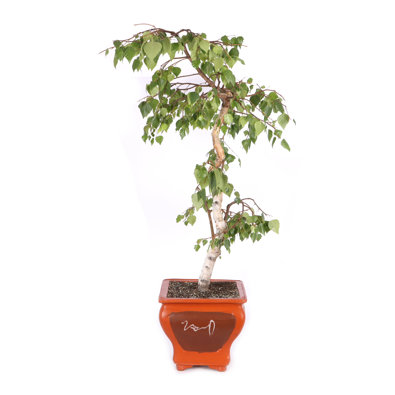 Betula pendula 'Youngii'