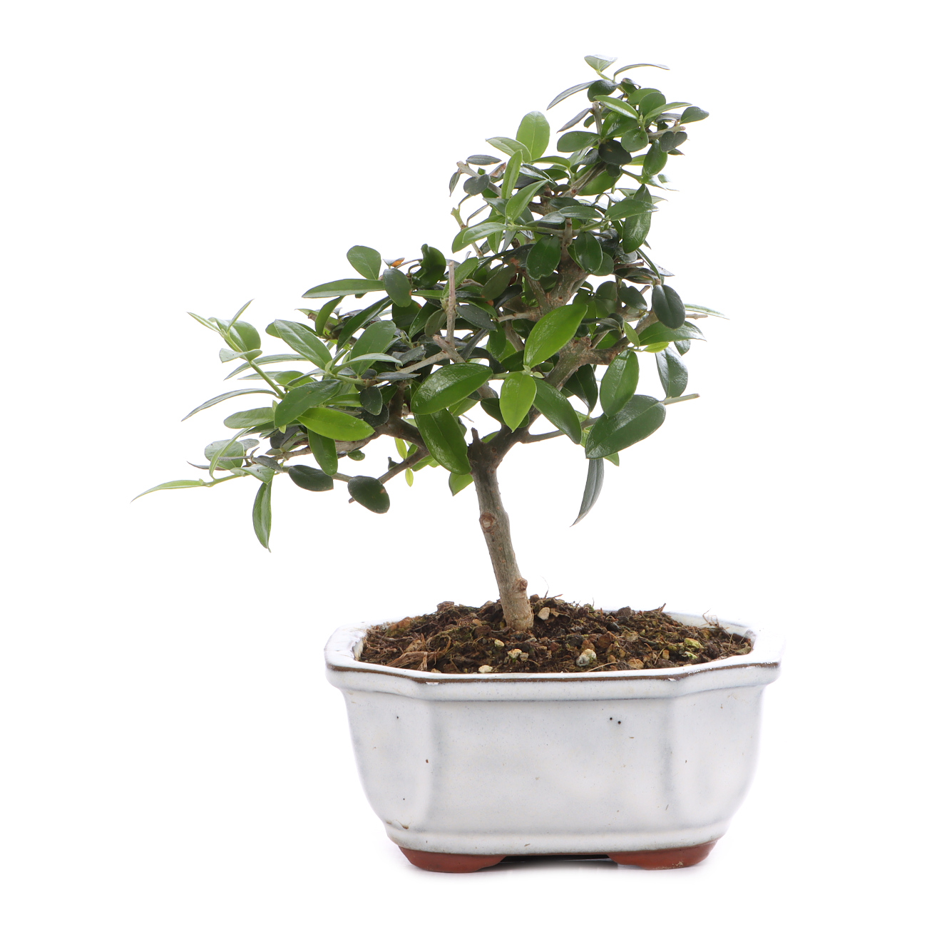 Olea europaea subsp. sylvestris