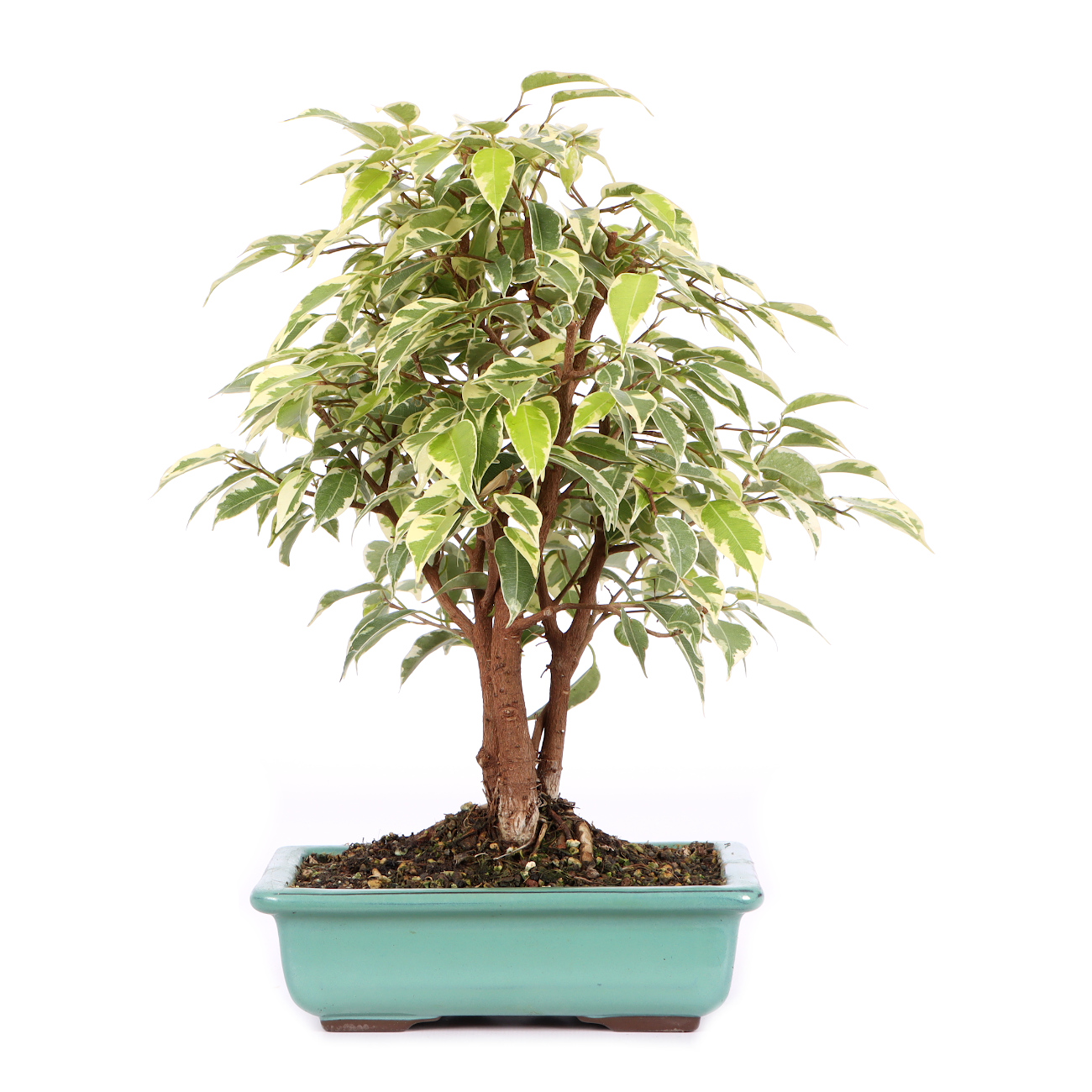 Ficus benjamina 'Kinky'