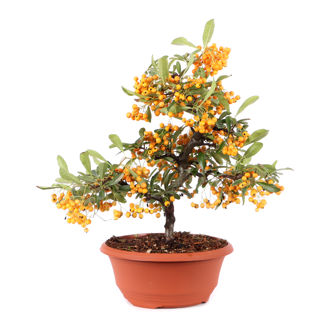 Pyracantha coccinea 'Orange Glow'