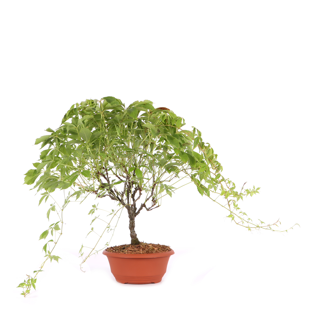 Parthenocissus quinquefolia