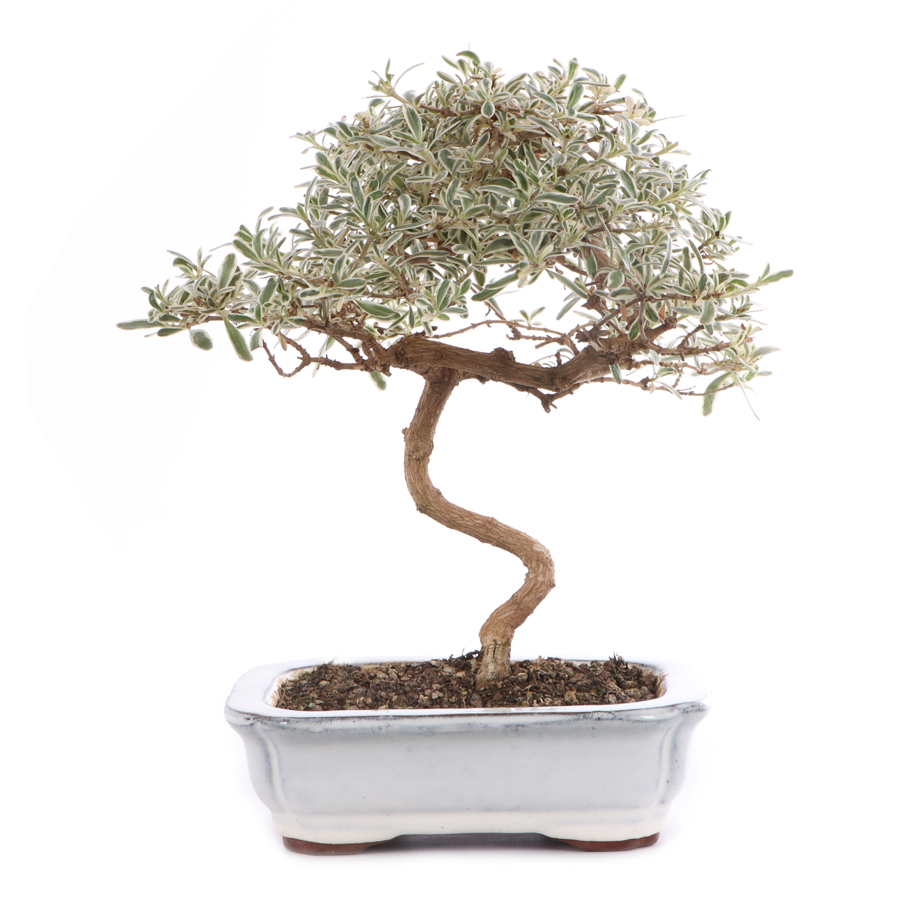 Coprosma x kirkii 'Variegata'