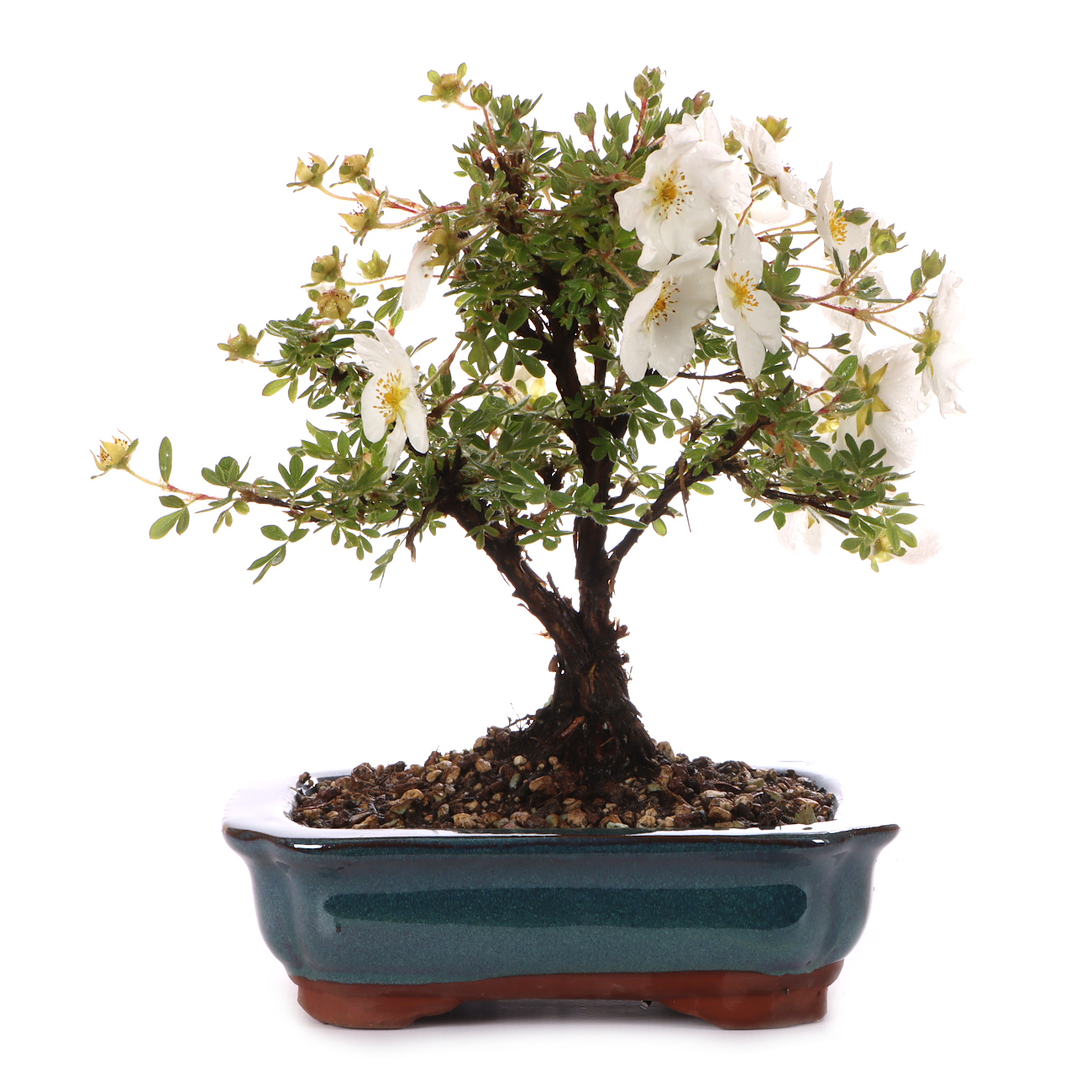 Potentilla fruticosa 'Abbotswood'