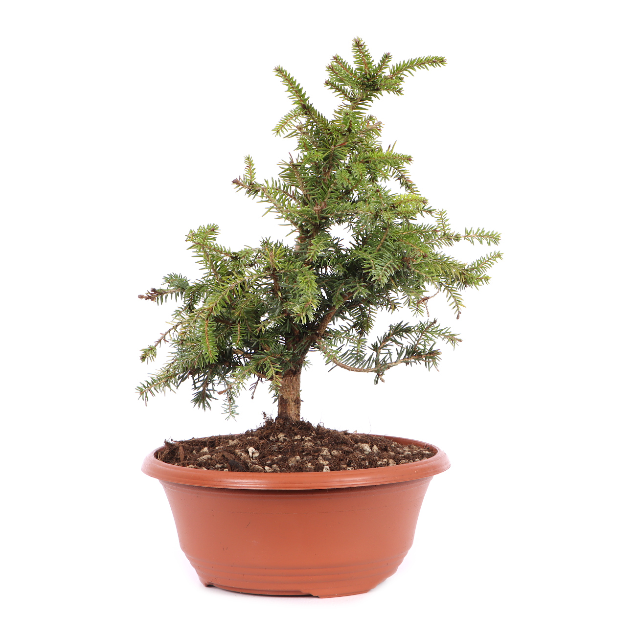 Picea abies 'Nidiformis'