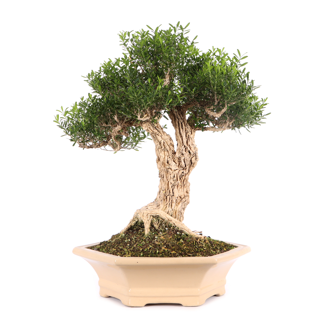 Buxus sinica var. sinica