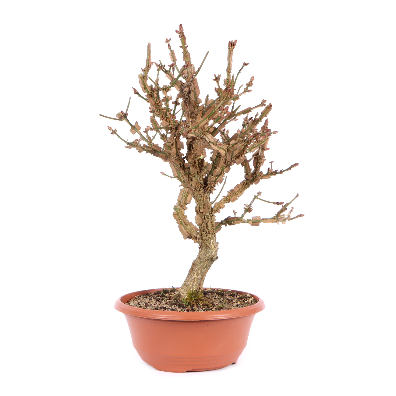 Seitenansicht rechts