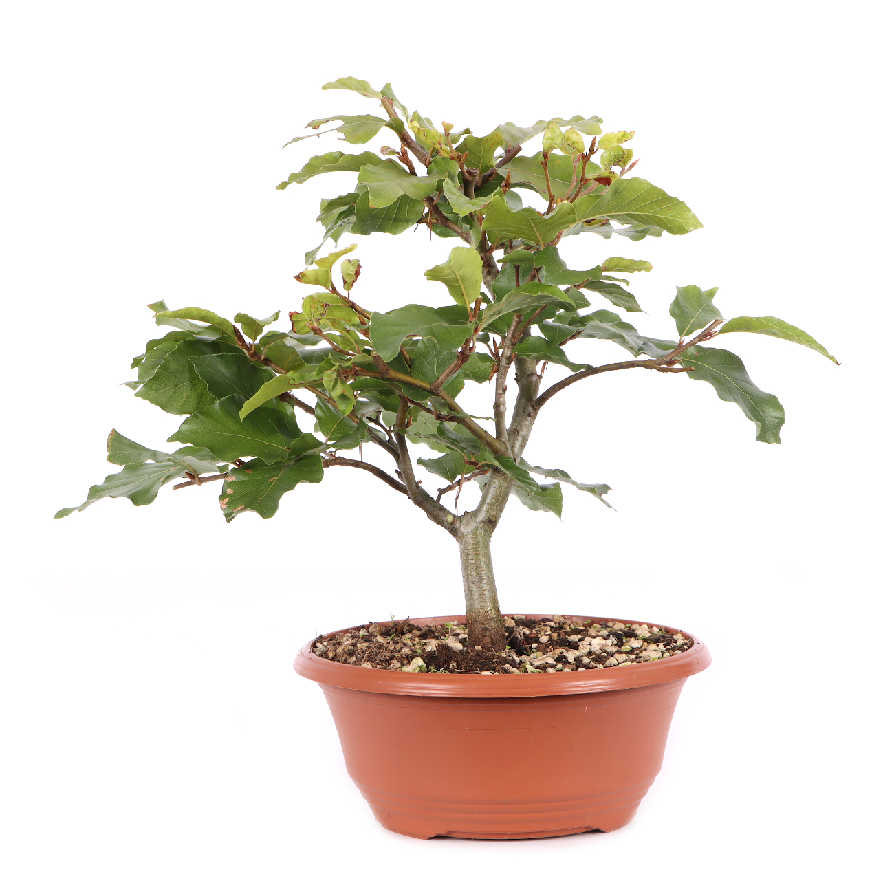 Fagus sylvatica