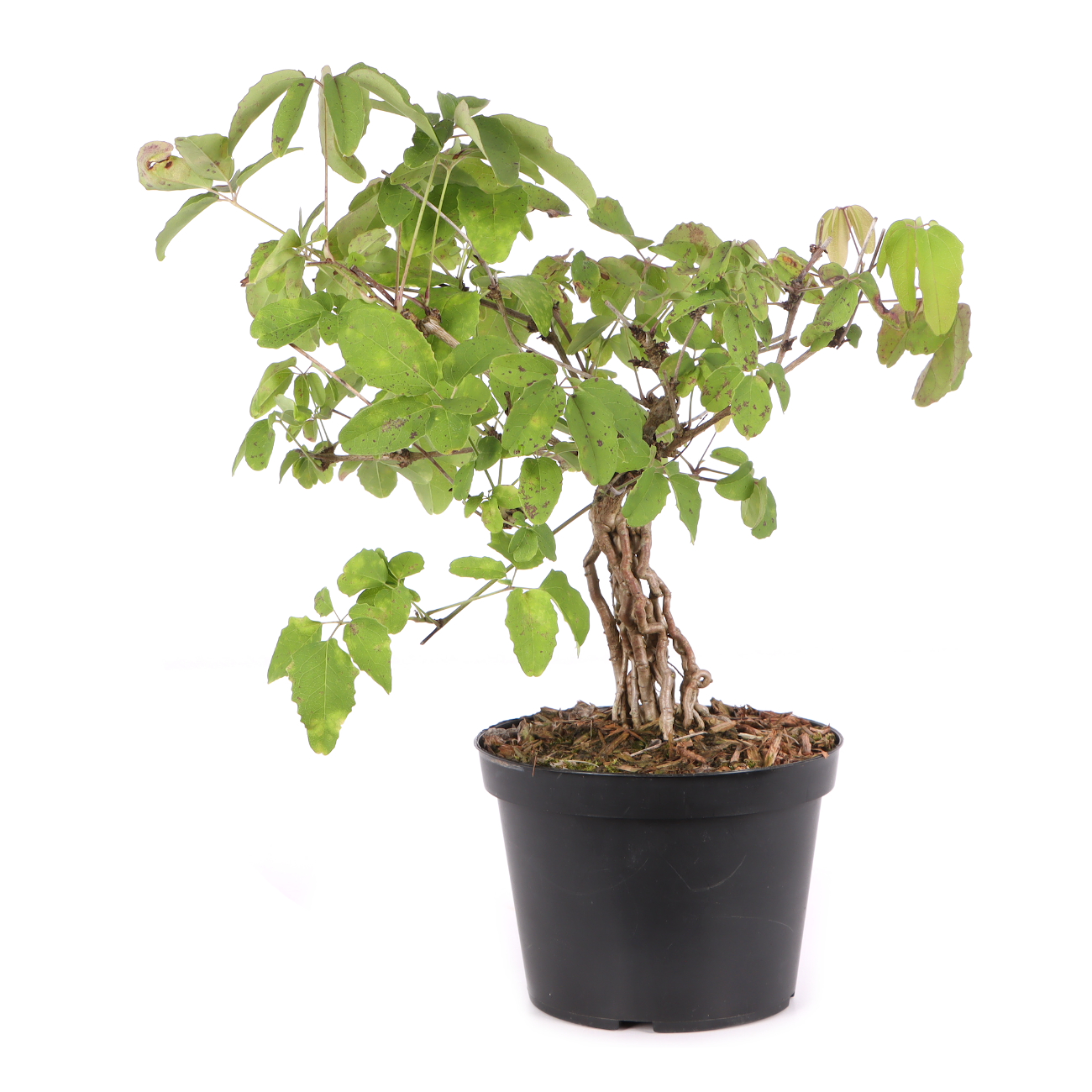 Akebia quinata
