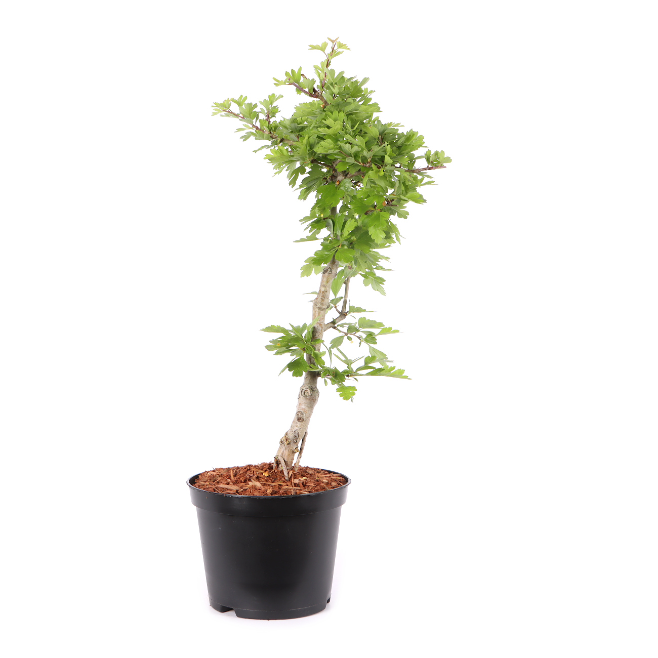 Crataegus laevigata 'Paul's Scarlet'