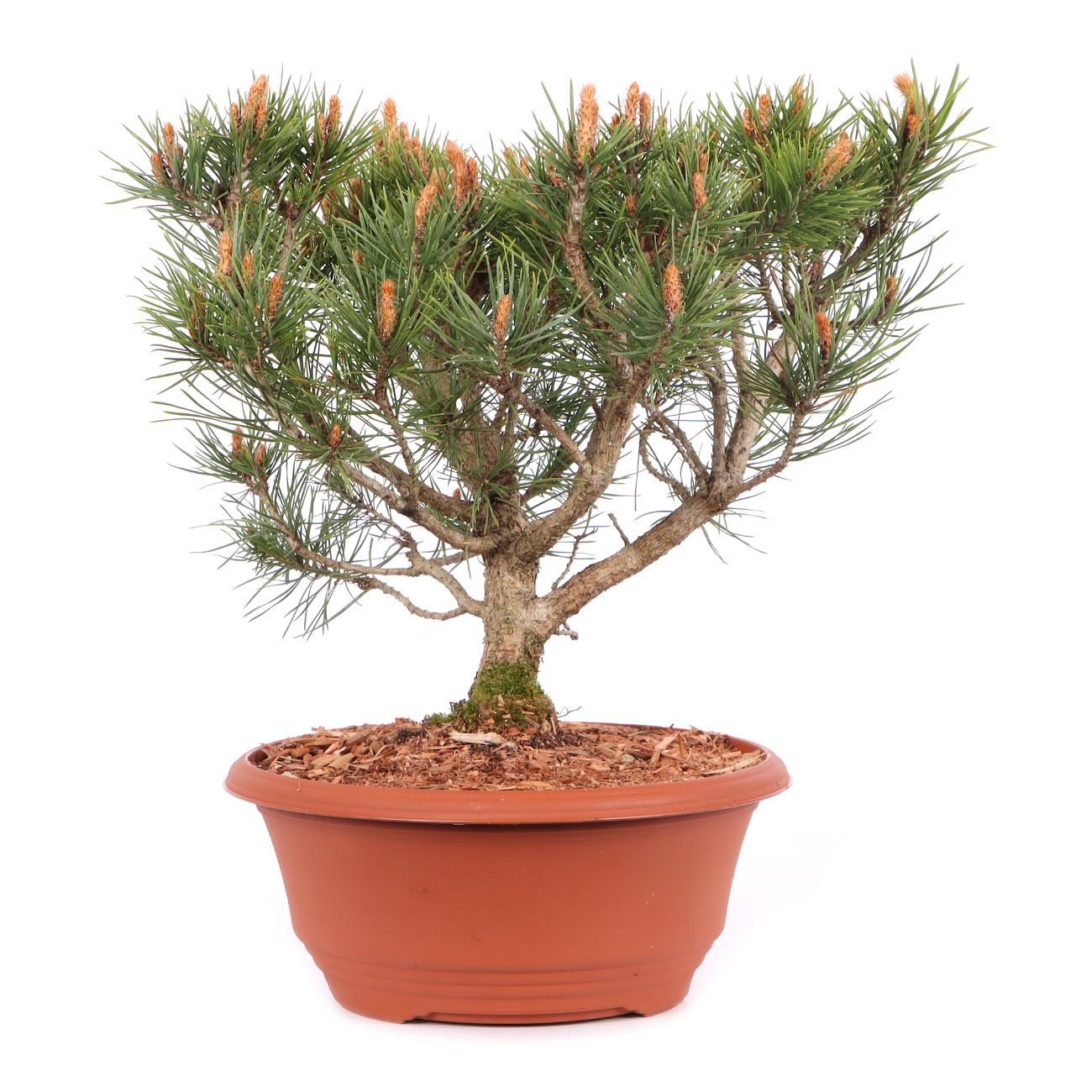 Pinus sylvestris