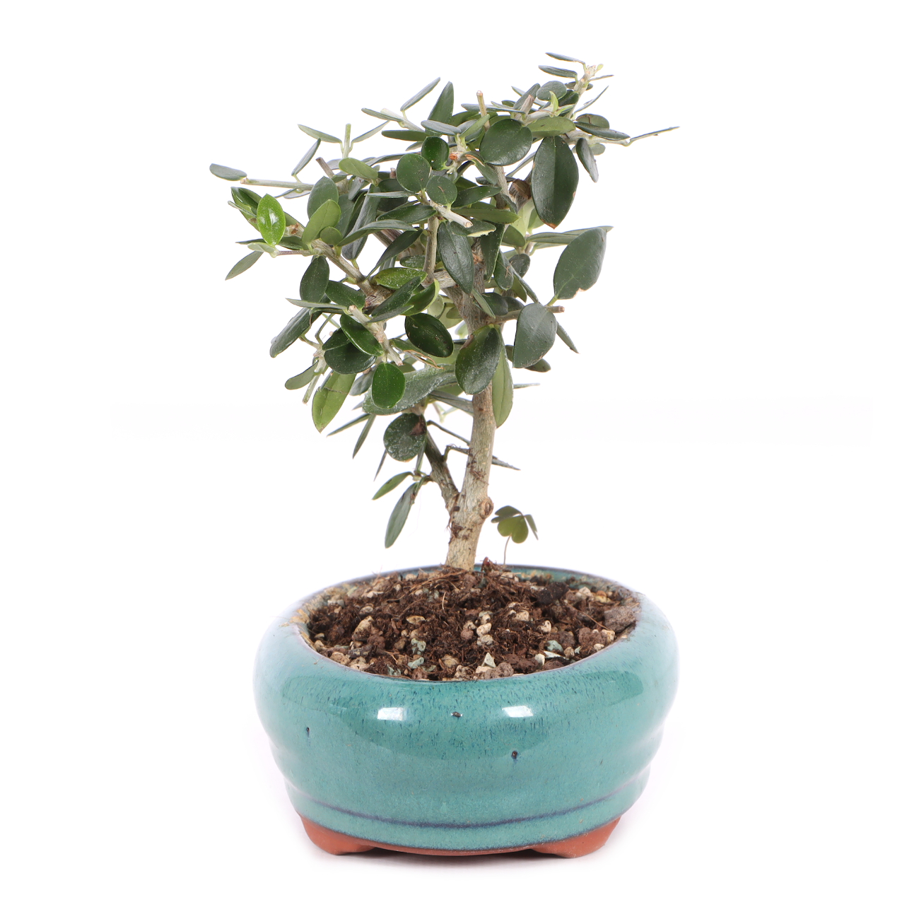 Olea europaea subsp. sylvestris