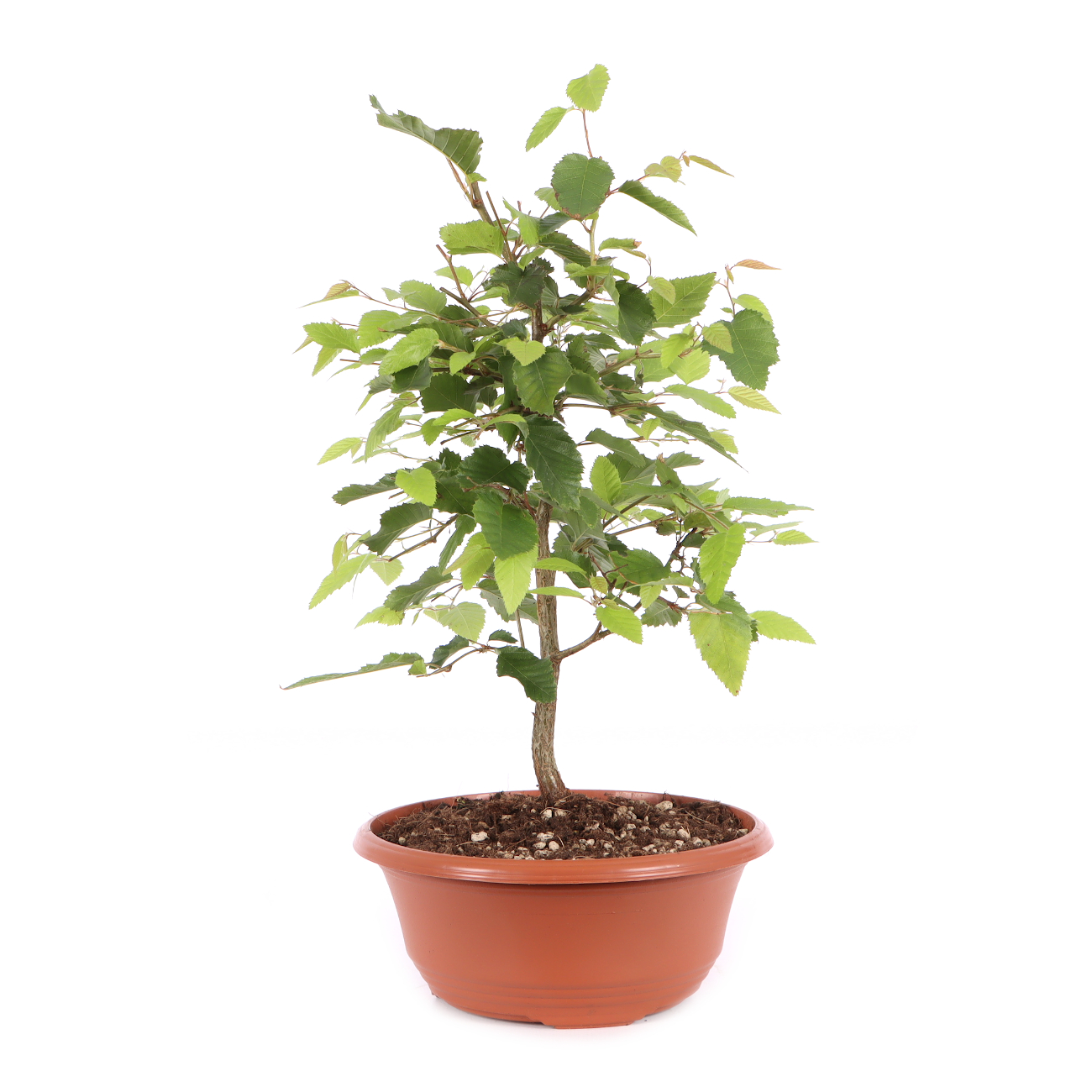 Carpinus turczaninowii