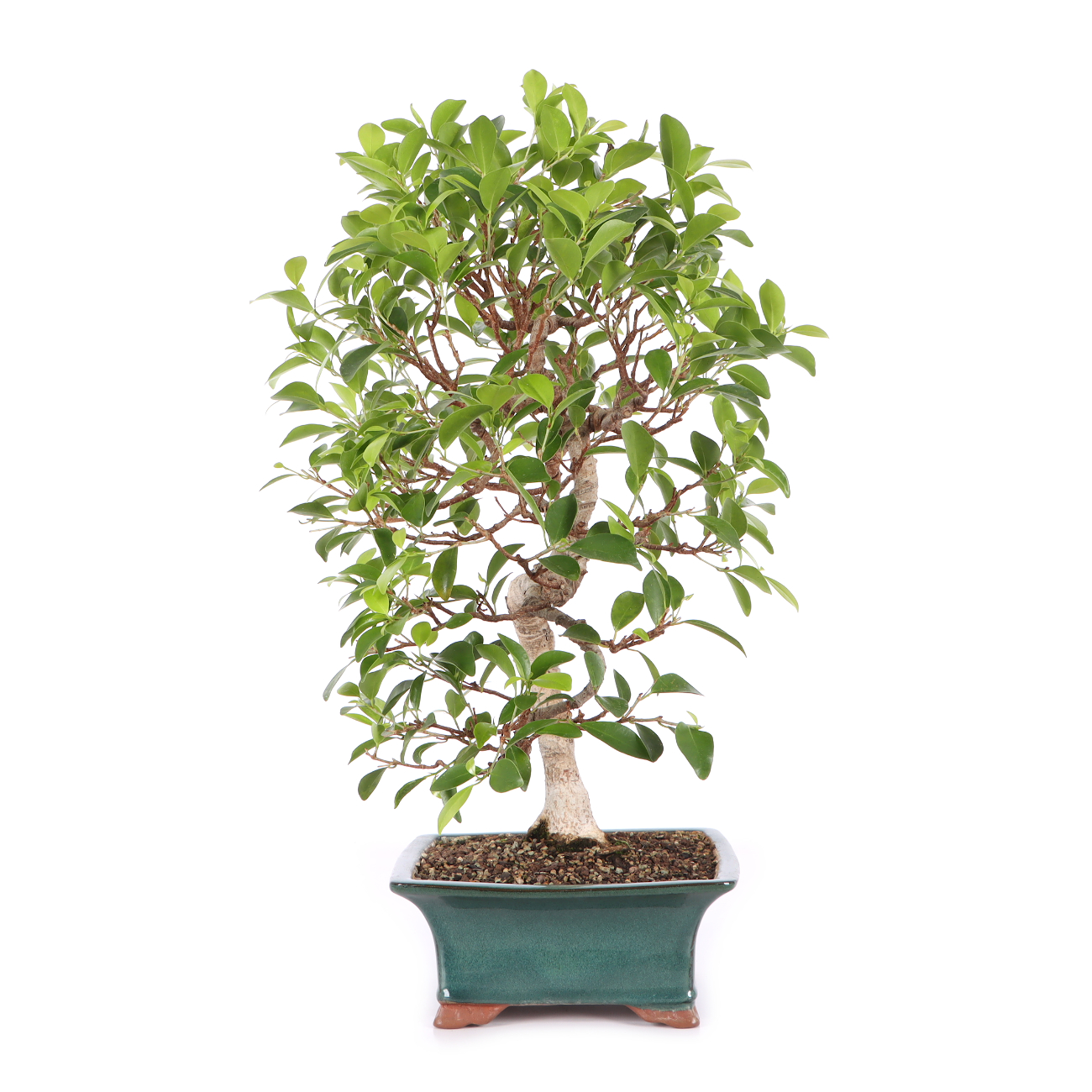 Ficus microcarpa 'Tiger Bark'