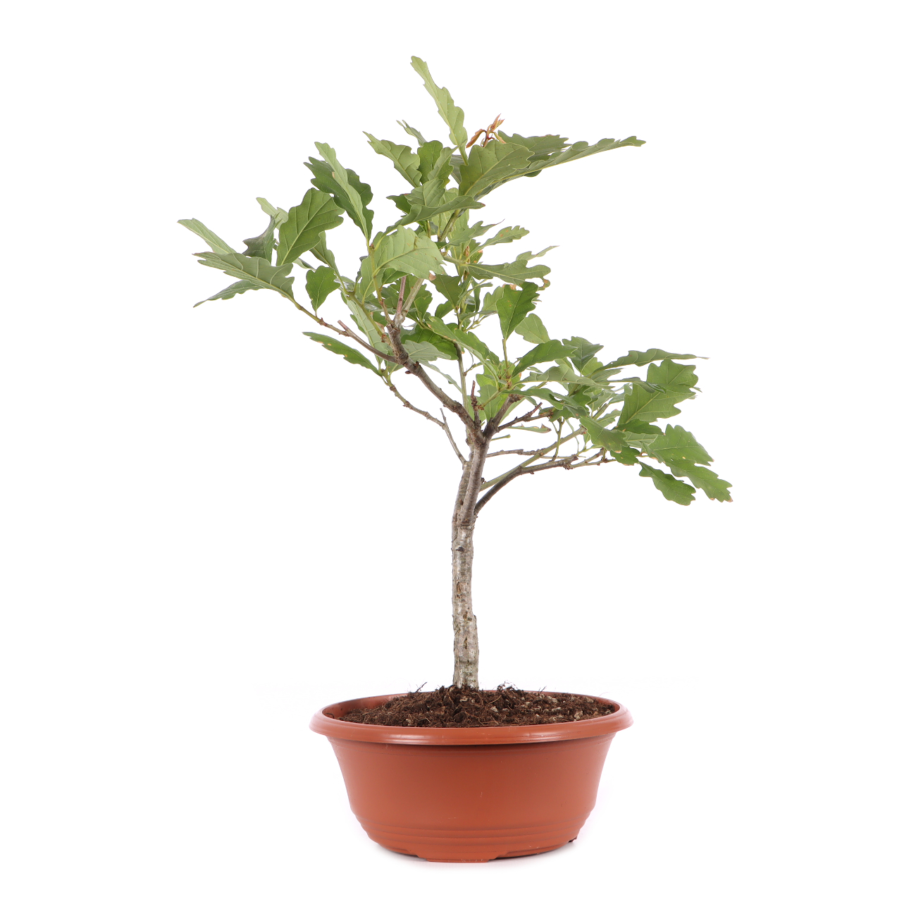 Quercus robur