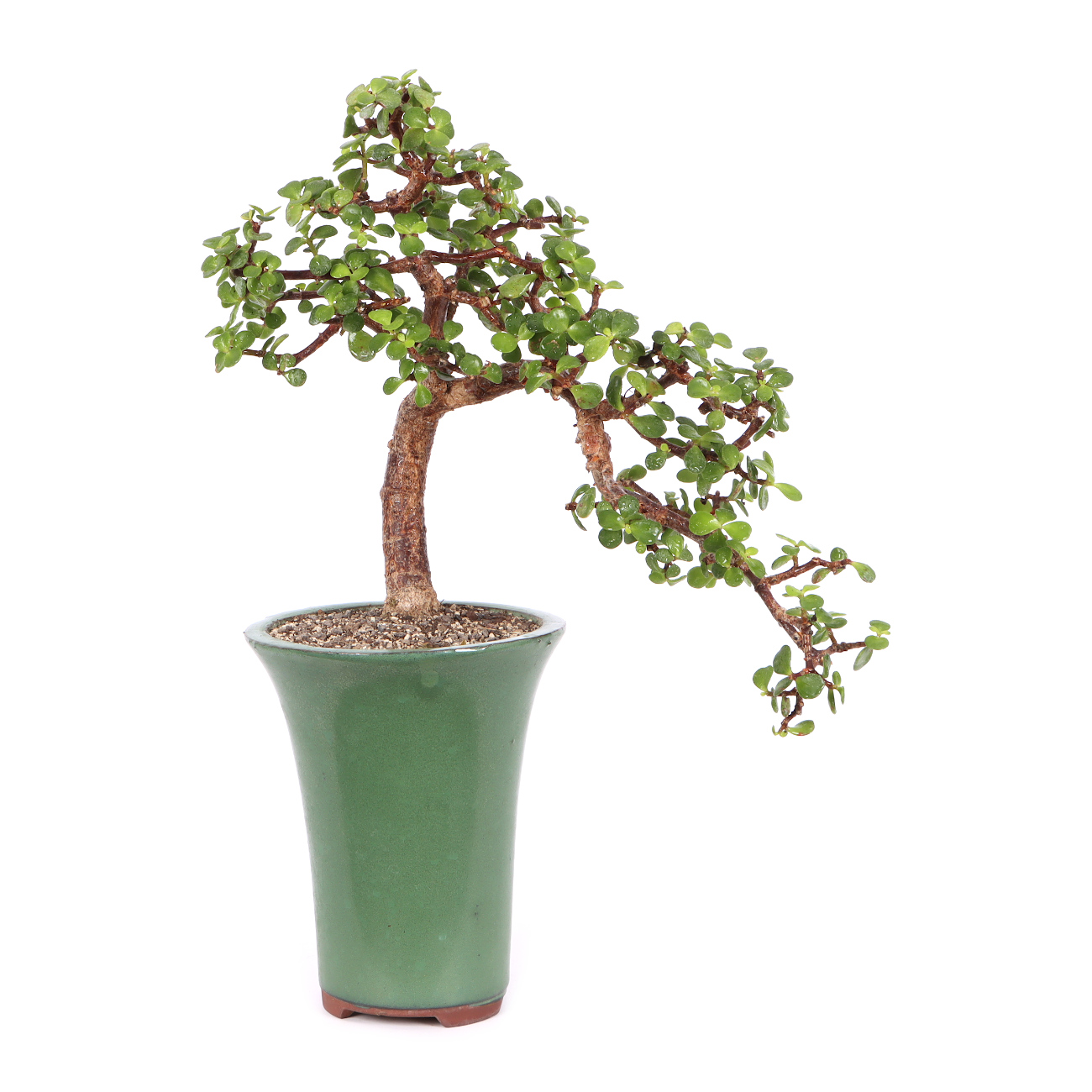 Portulacaria afra