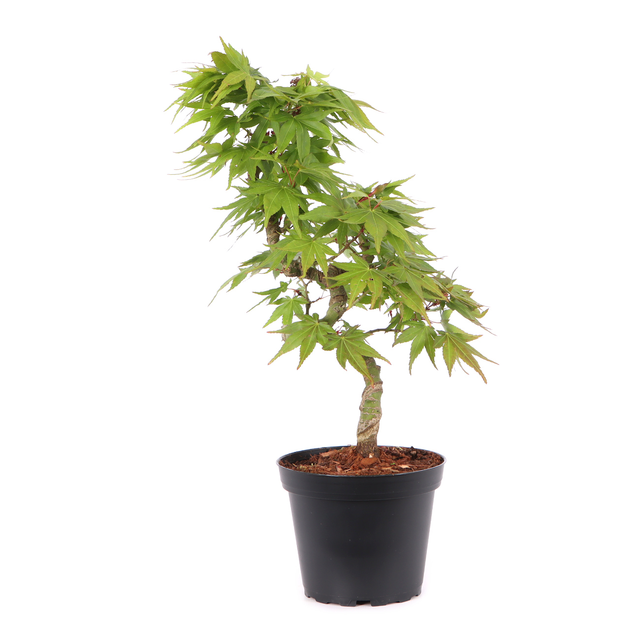 Acer palmatum 'Mikawa Yatsubusa'