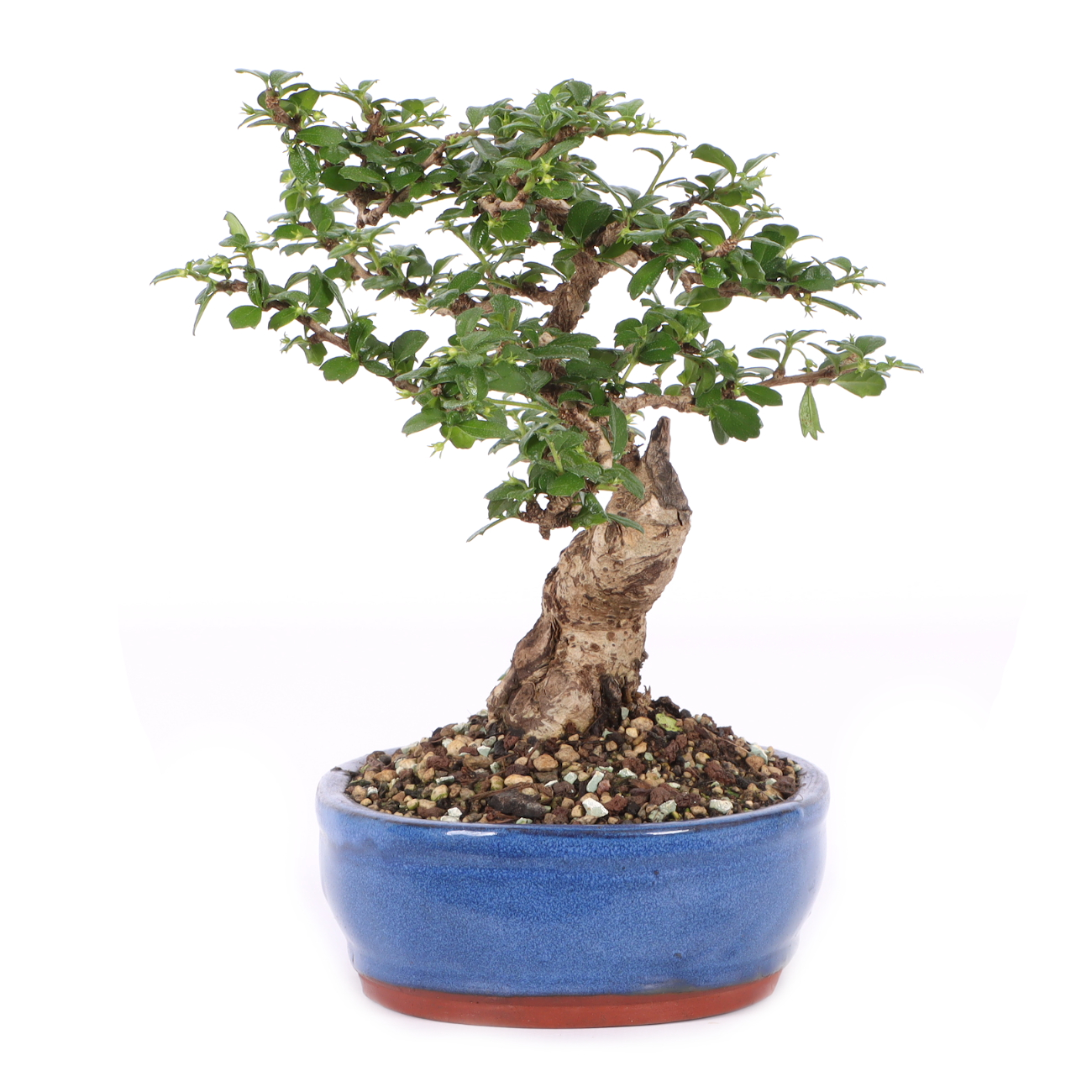 Carmona microphylla