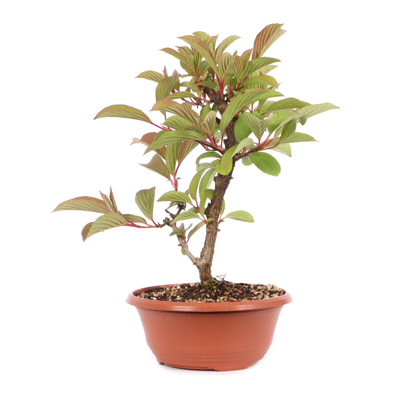 Viburnum x bodnantense 'Dawn'