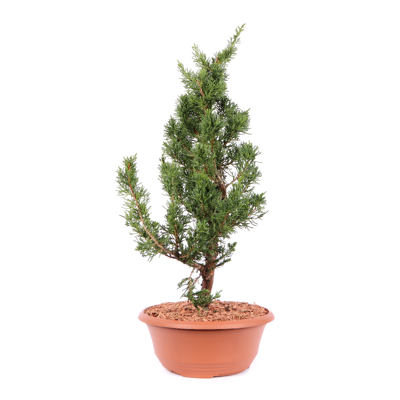 Seitenansicht rechts