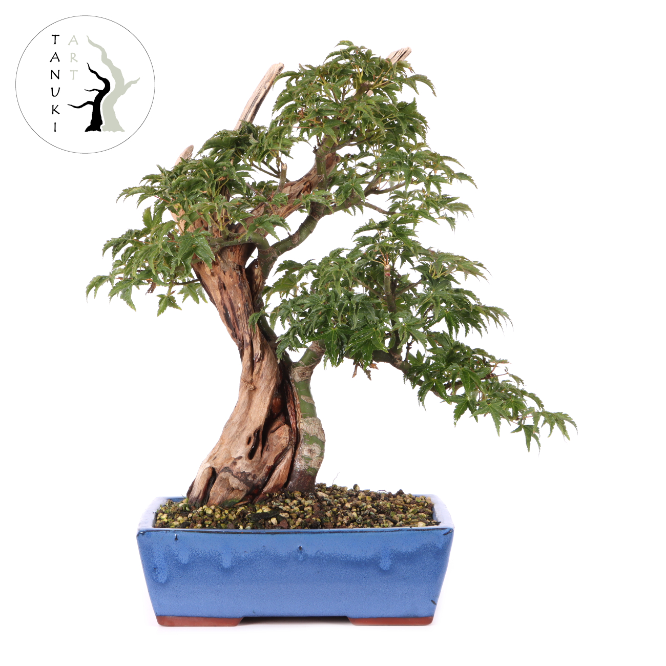 Acer palmatum 'Shishigashira'