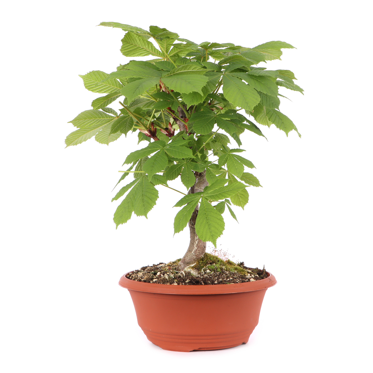 Aesculus hippocastanum