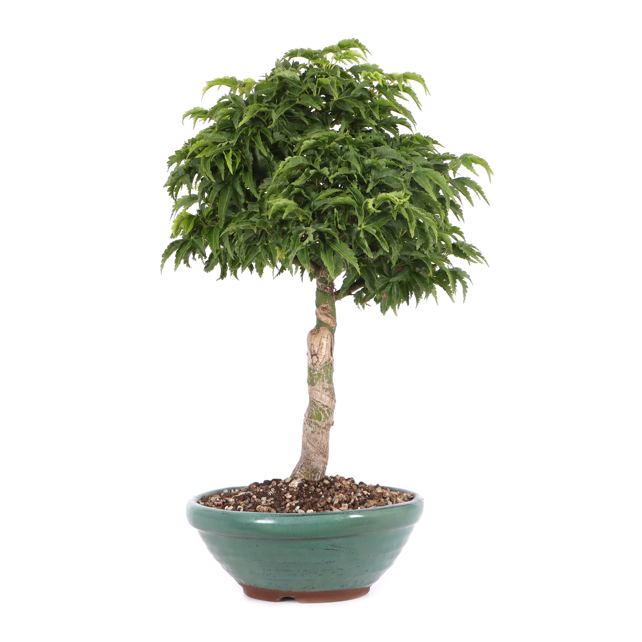 Acer palmatum 'Shishigashira'
