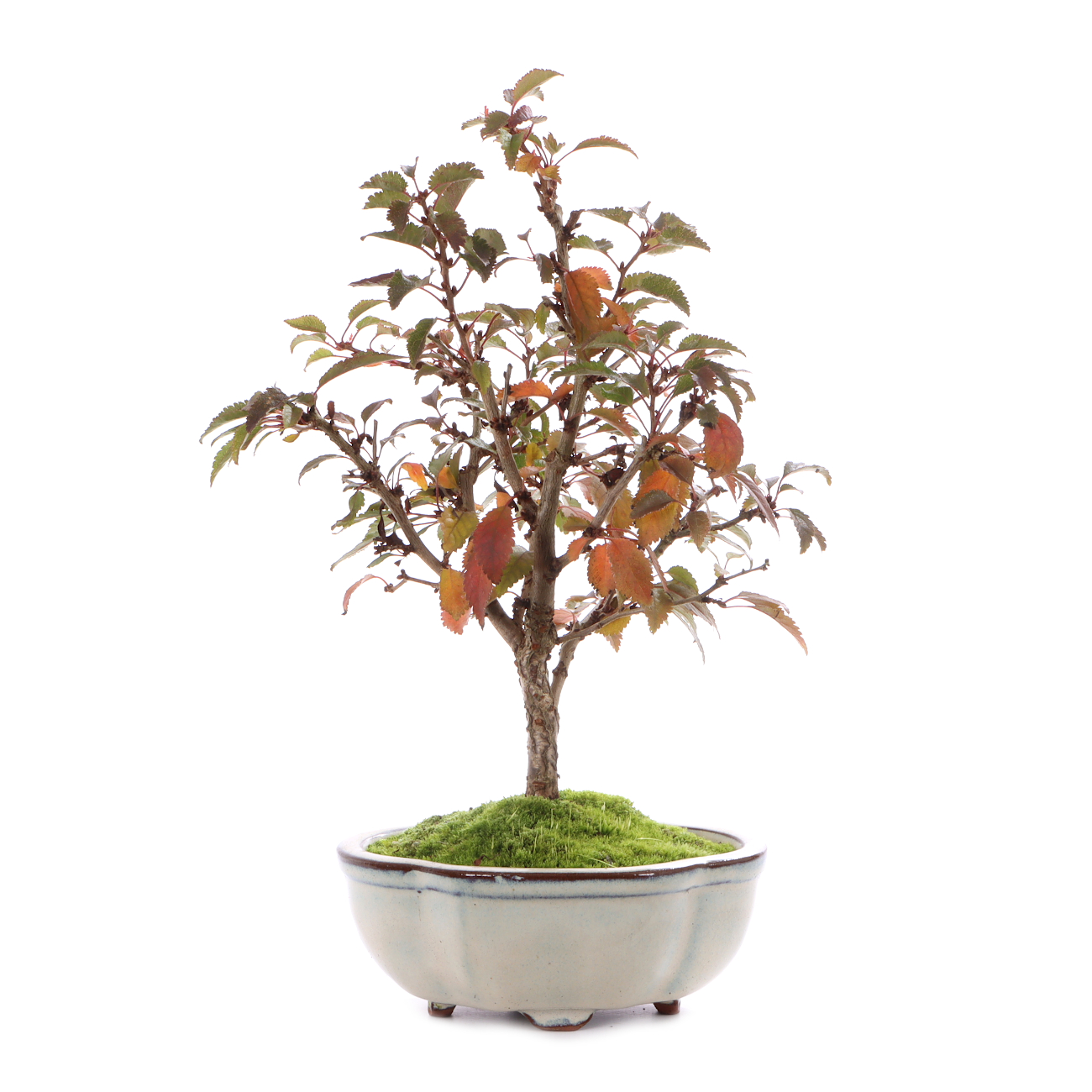 Prunus incisa 'Kojou-no-mai'