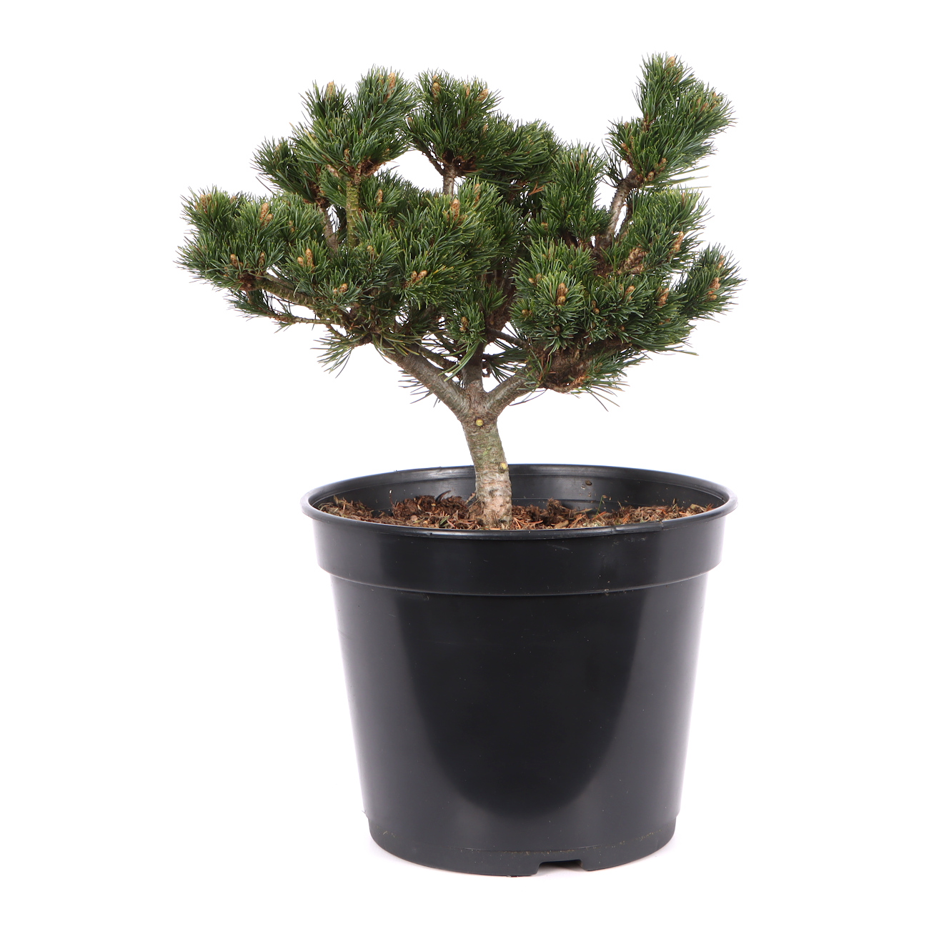 Pinus parviflora 'Kusu Dama'