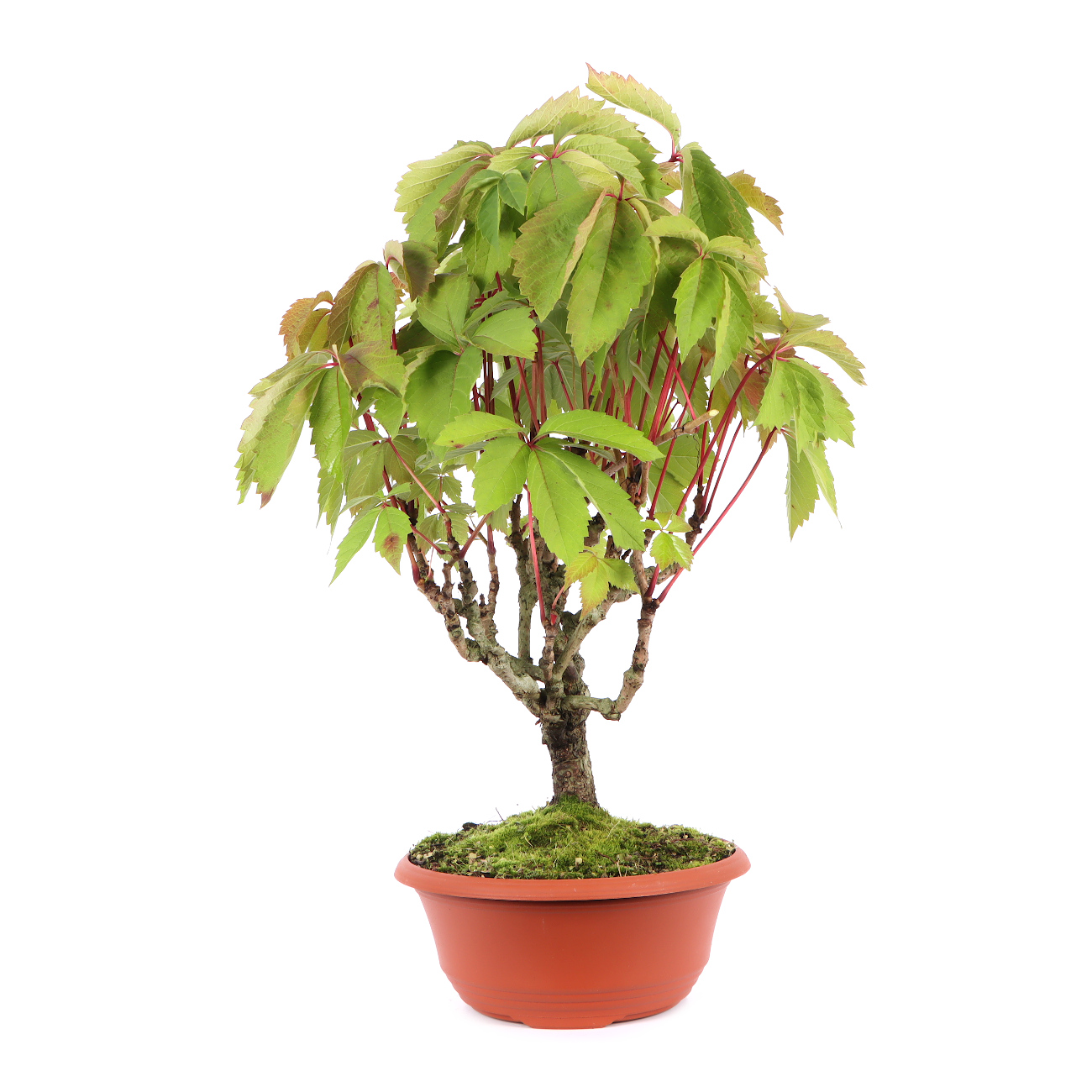 Seitenansicht rechts