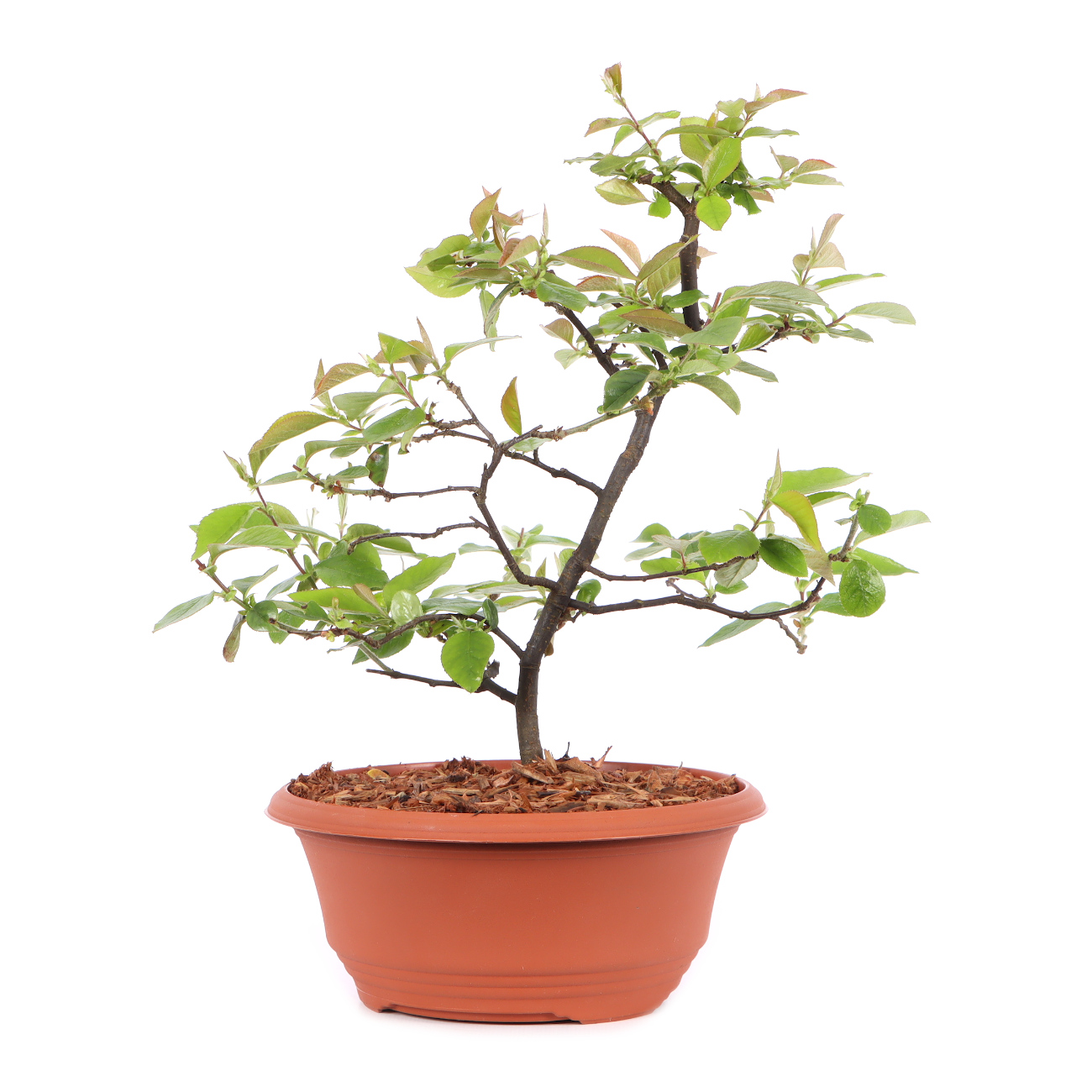 Pseudocydonia sinensis