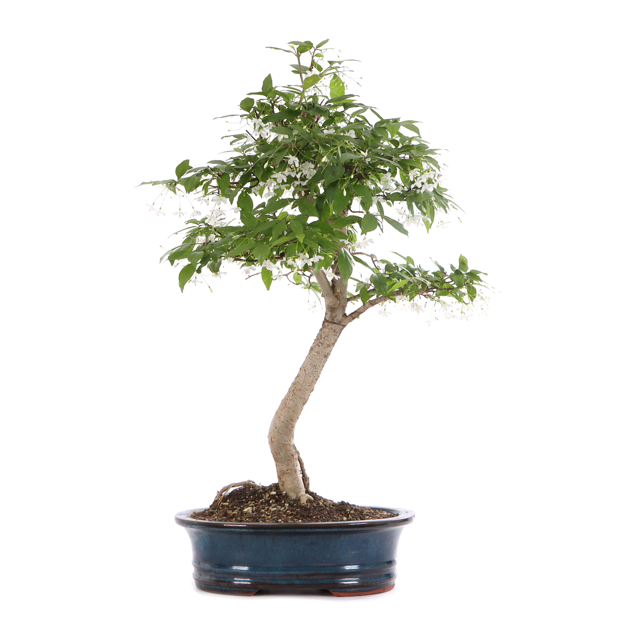 Wrightia religiosa