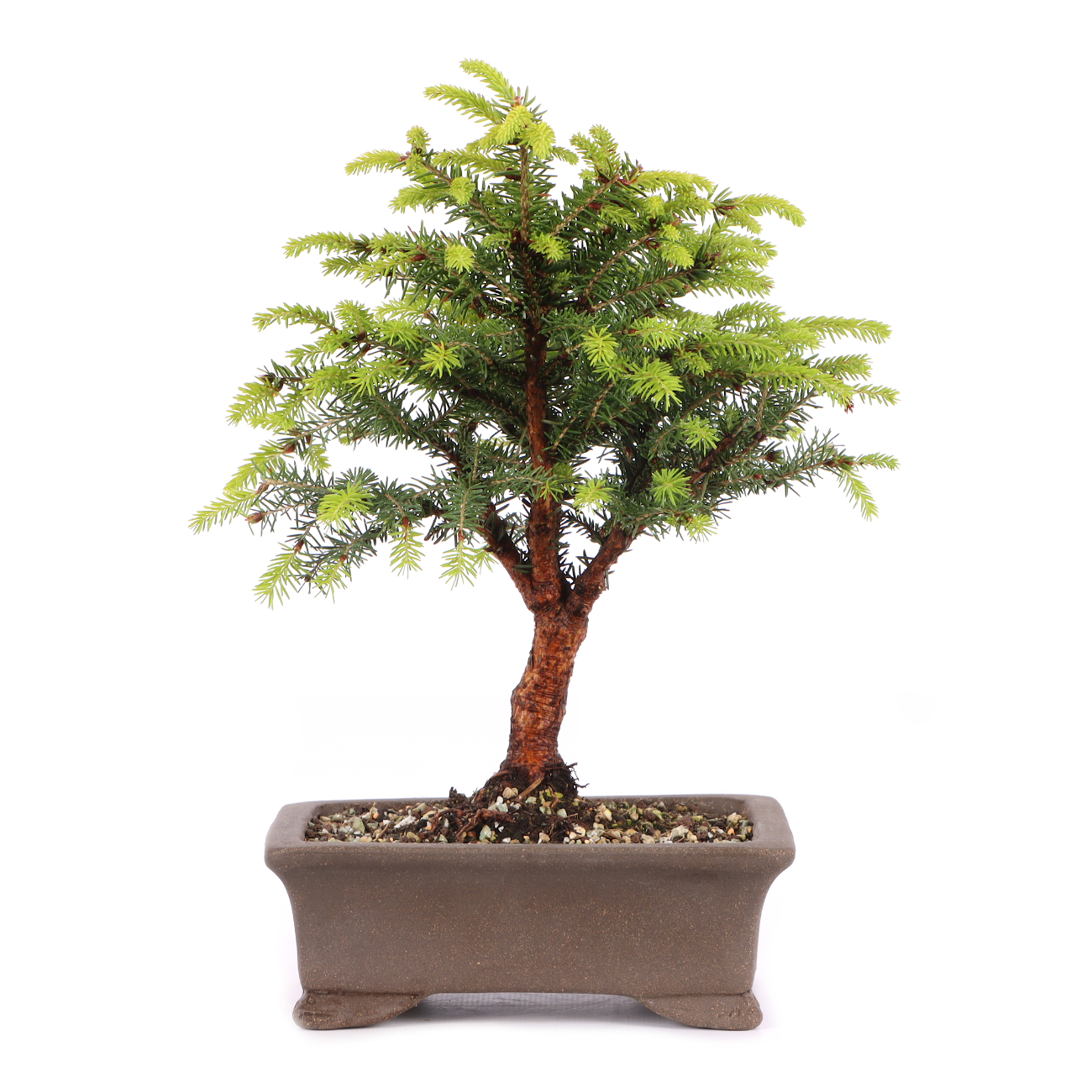 Picea abies 'Nidiformis'