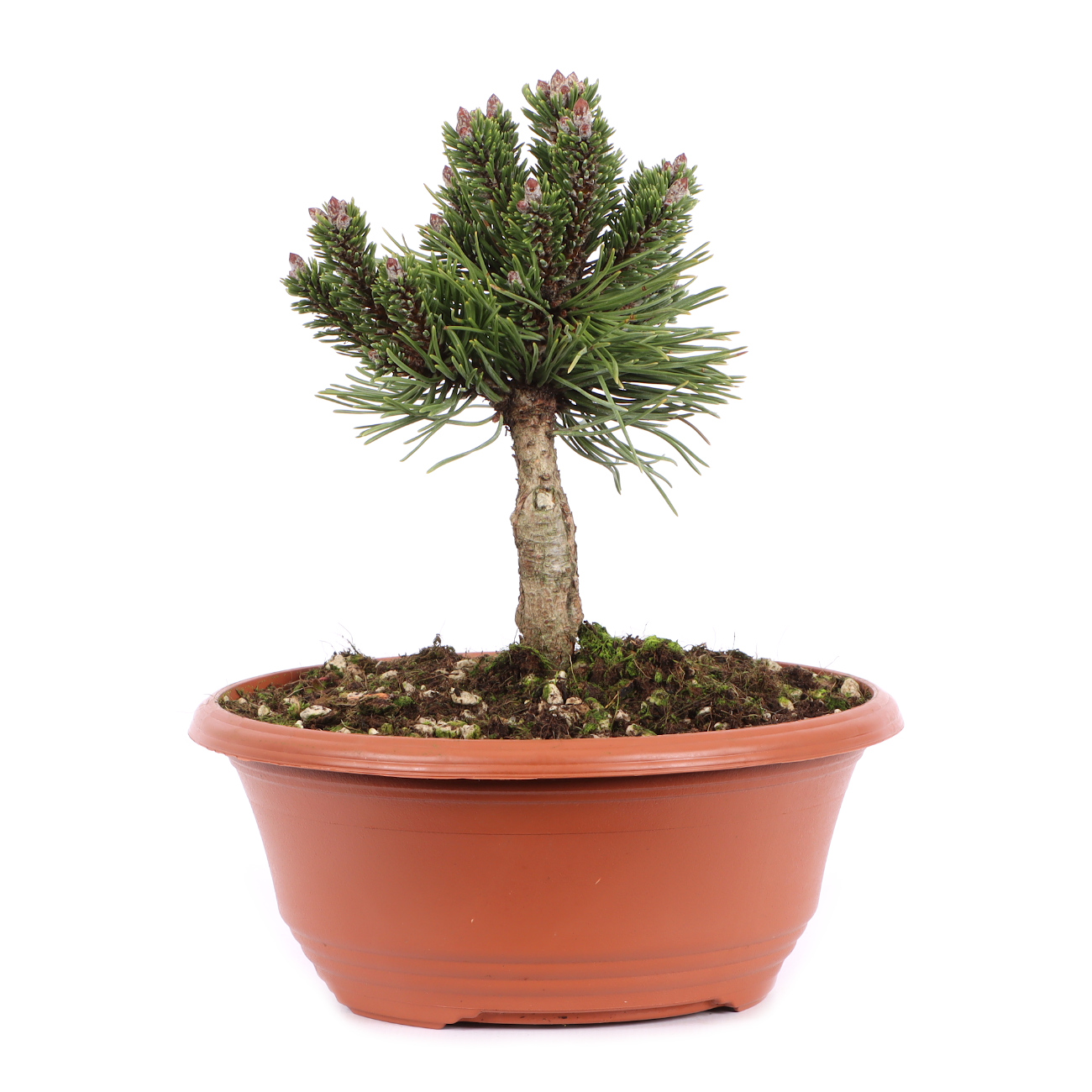 Pinus mugo 'Sherwood Compact'