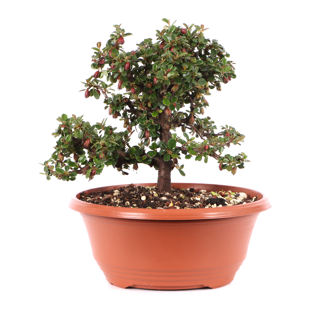 Cotoneaster microphyllus 'Cochleatus'