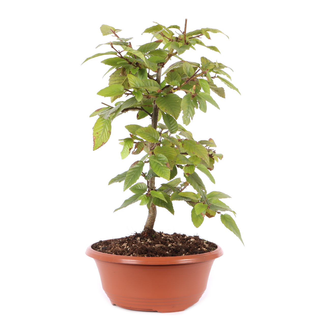 Carpinus turczaninowii