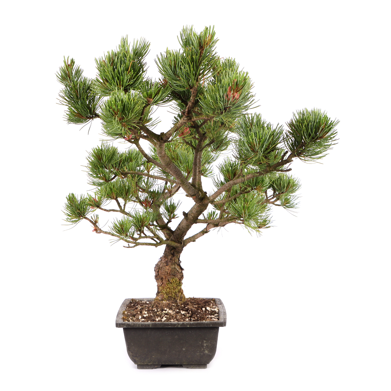 Pinus parviflora 'Glauca'