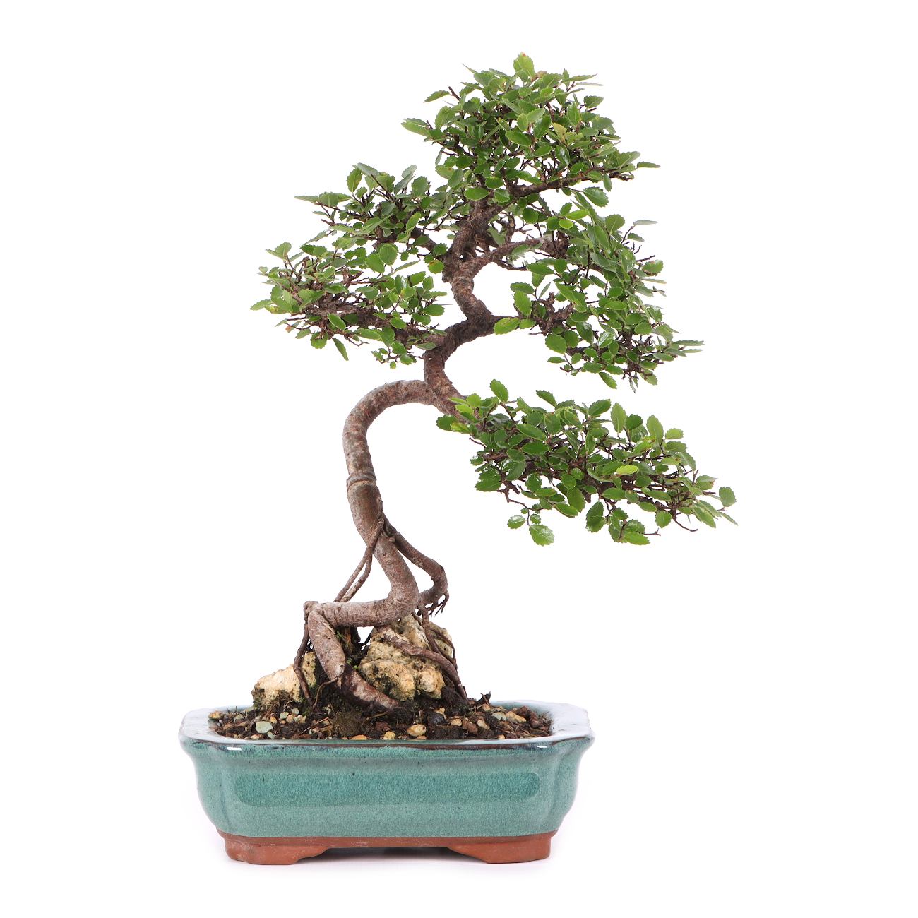 Ulmus parvifolia