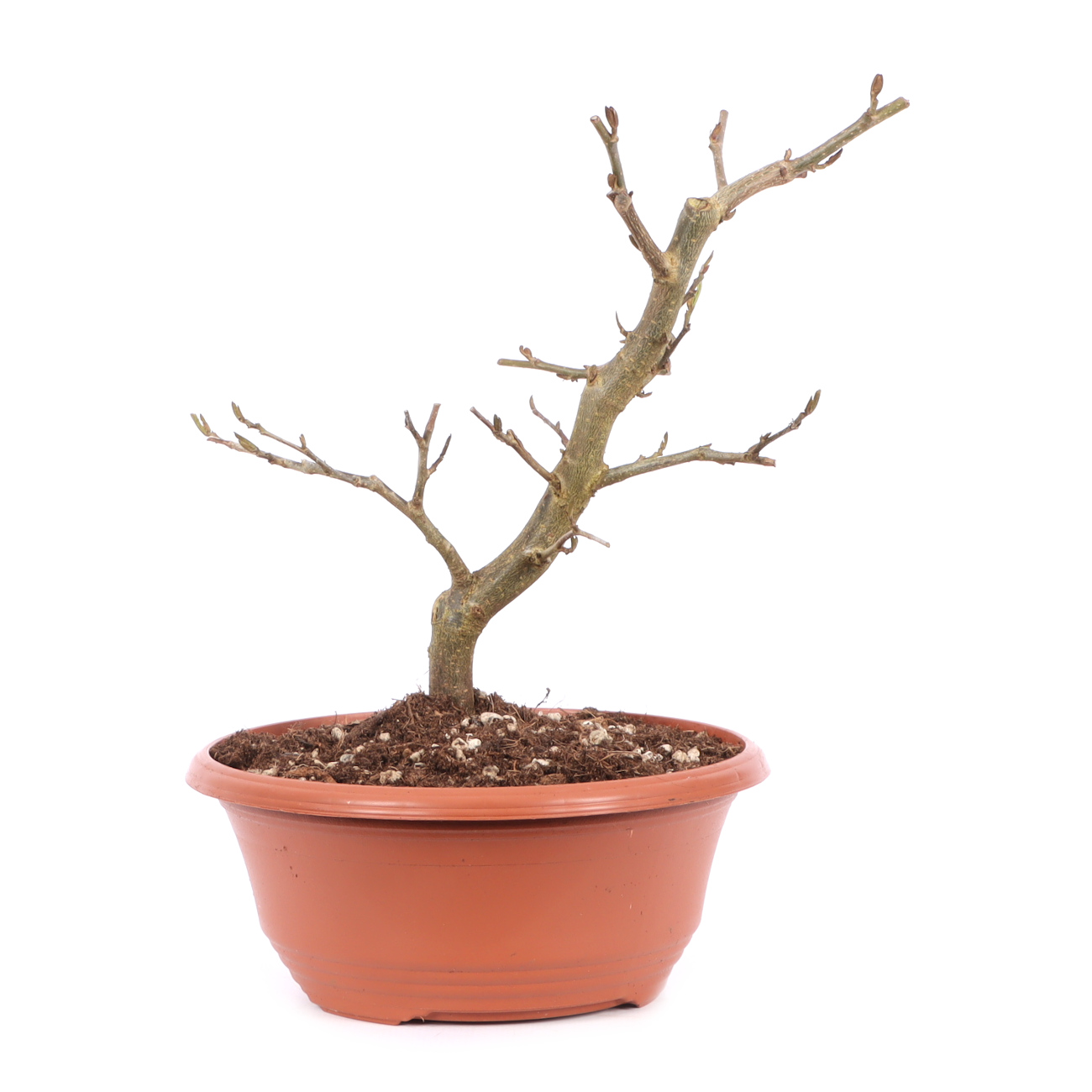 Parrotia persica 'Vanessa'