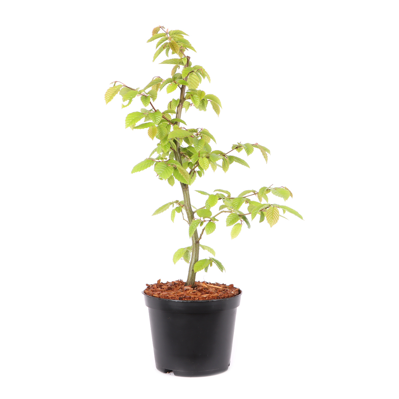 Carpinus betulus